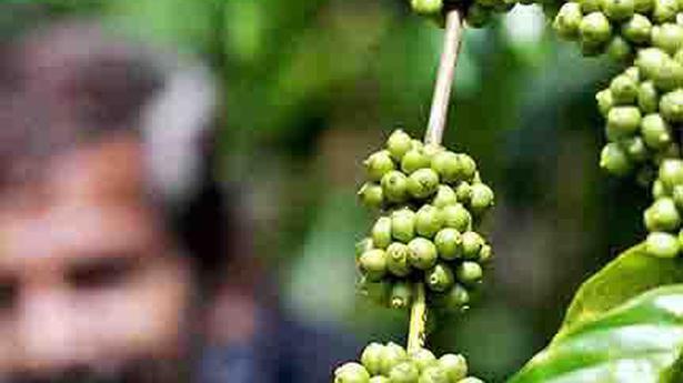 Coffee output may drop as rain lashes plantations