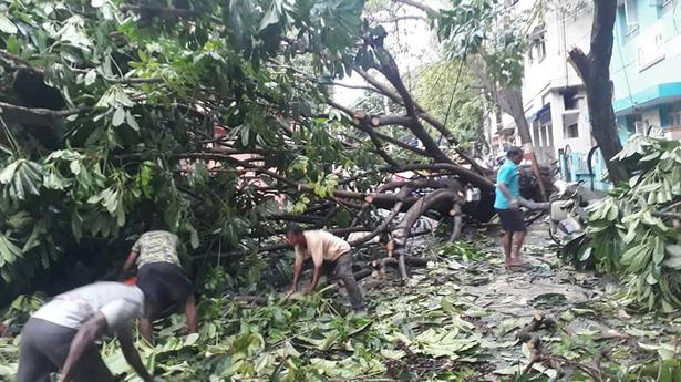 Tree fall continues to pose a threat to residents