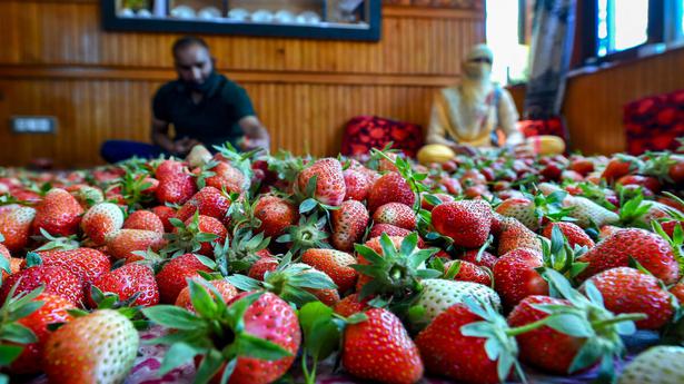Watch | Strawberry farmers in Kashmir face huge losses due to the lack of market