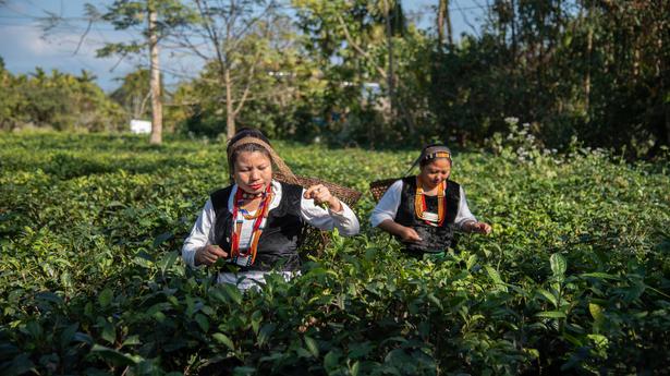 Original tea-makers of India come alive through a virtual exhibition