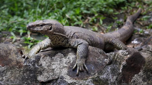 Bengal monitor lizard allegedly gang-raped in Maharashtra forest; four held