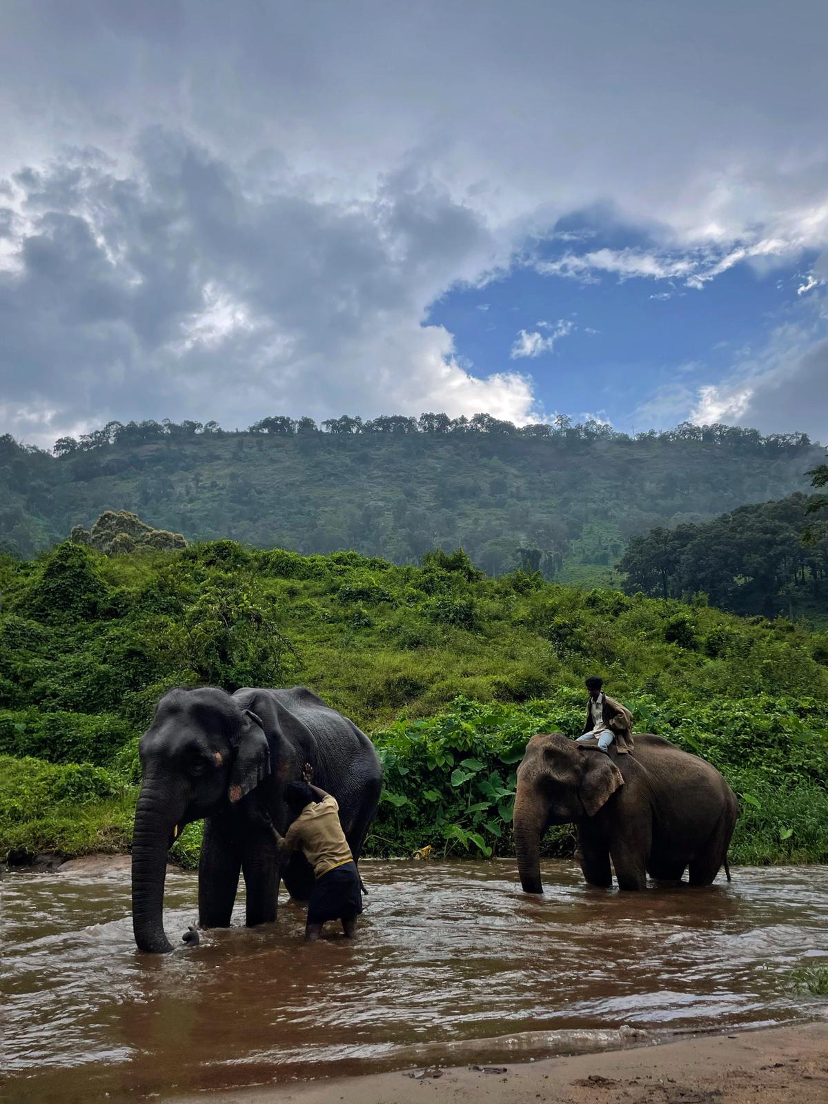 Top Slip Kozhikkamuthy Elephant camp (Annaimalai) in India