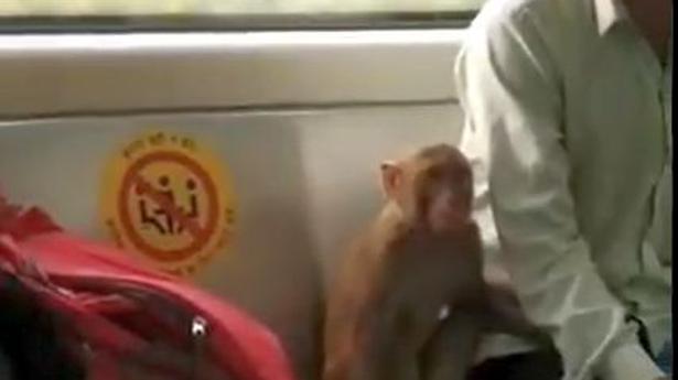Video showing monkey inside Delhi Metro coach surfaces