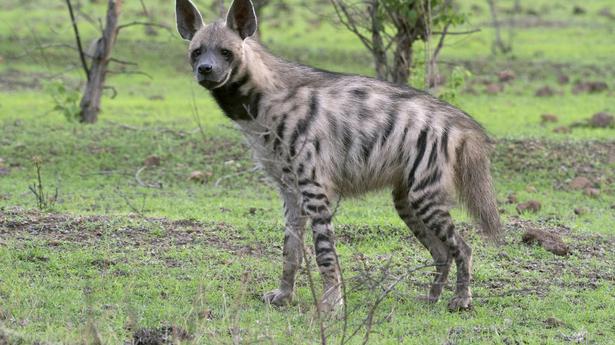 The last laugh: Where are India’s striped hyenas?