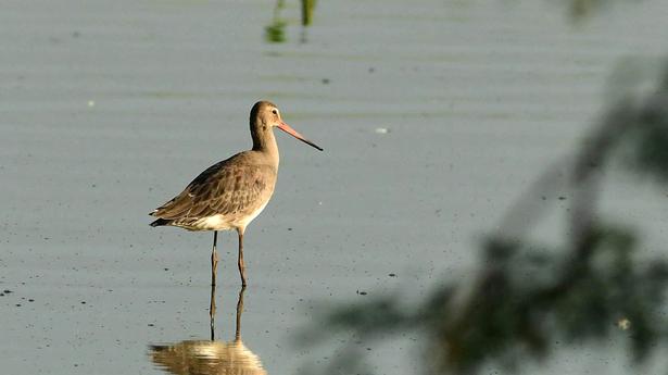 Bird sanctuary proposal for Nanjarayan tank awaits govt. nod