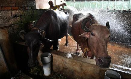 Rearing cows in the heart of Kochi - The Hindu