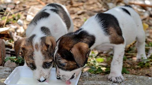 Can dogs survive on vegetarian food? - The Hindu