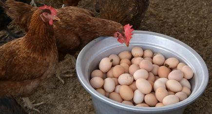 Happy Hens: India's first brand of free range eggs ensure humane treatment  of the birds - The Hindu