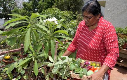 Tips To Set Up A Kitchen Garden During The Lockdown The Hindu