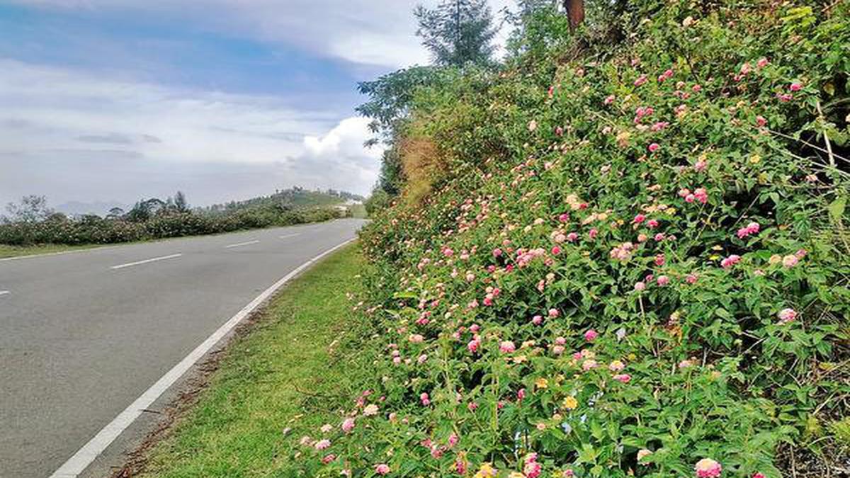 Lantana Camara A Growing Threat In Udhagamandalam The Hindu