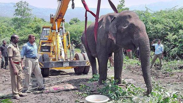 Ailing elephant treated, returns to forest - The Hindu