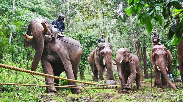 Captured elephant brought to camp