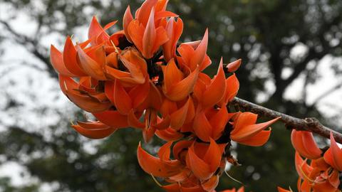 'Butea monosperma' commonly known as 'flame of forest flowers' are now in bloom in the buffer zone and core area of Mudumalai tiger reserve.