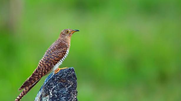 Common cuckoos, found in Europe and Asia, spotted in Avinashi