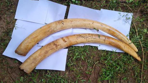 Missing elephant tusks found abandoned in forest