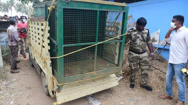 Leopard seeks shelter in warehouse in Coimbatore
