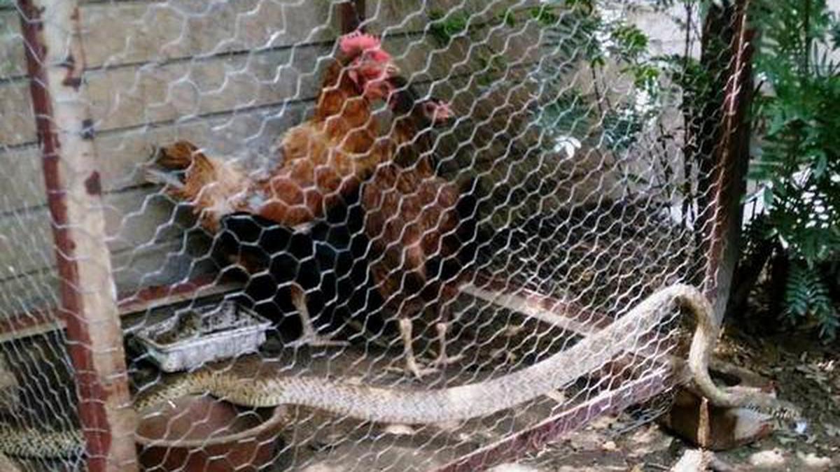 Rat Snake Found Stuck In Chicken Coop The Hindu