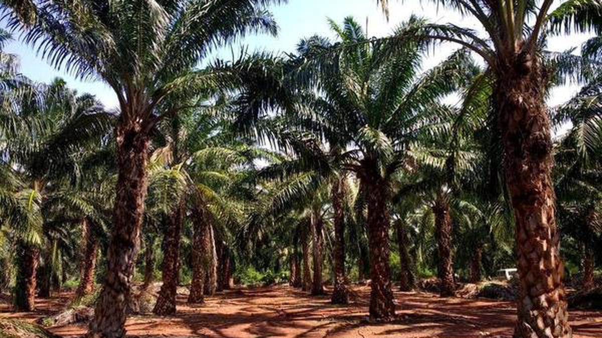 Oil palm cultivation in karnataka