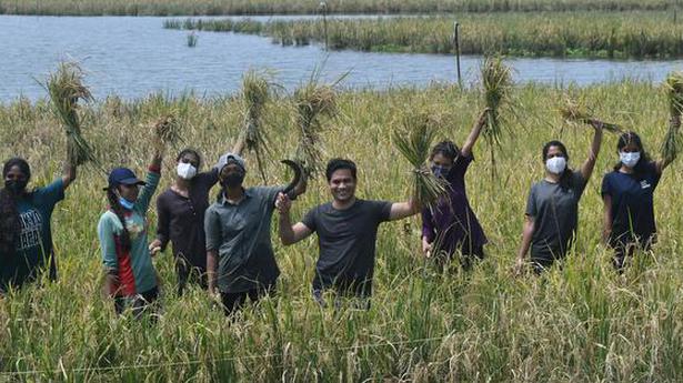 Youngsters wield sickles, harvest paddy under scorching sun