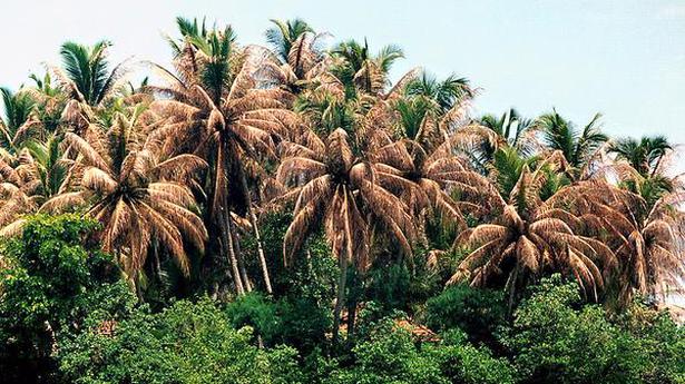 Coconut palms hit by blackheaded leaf eating caterpillar