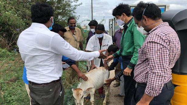 Health Secretary gives first aid to calf hit by car near Tiruvallur