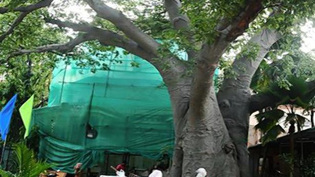 Madras Medical College celebrates a 200-year-old tree on campus