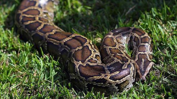 A 11ft-long python swallows monkey near Vadodara in Gujarat