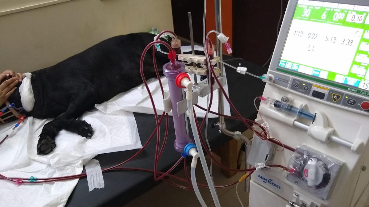 Dialysis Session Saves Dog With Acute Renal Failure The Hindu