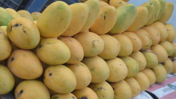 Govt. looking to export 5,000 tonnes of mangoes