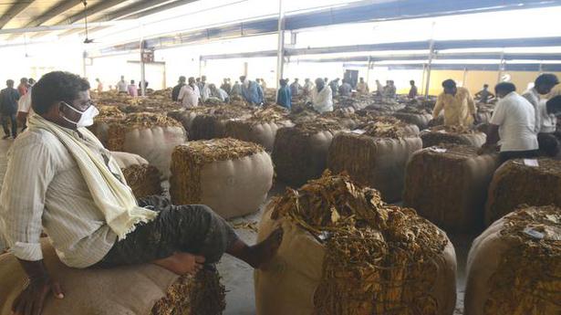 Tobacco farmers press for Markfed intervention