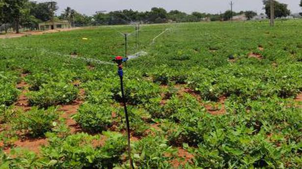 Study throws light on groundnut cropping in Anantapur