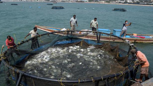 ICAR-CMFRI goes for the third crop of open sea cage farming