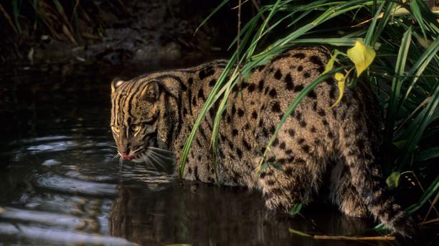 World’s first fishing cat census done in Chilika