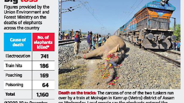 1,160 elephants killed due to reasons other than natural causes: MoEFCC