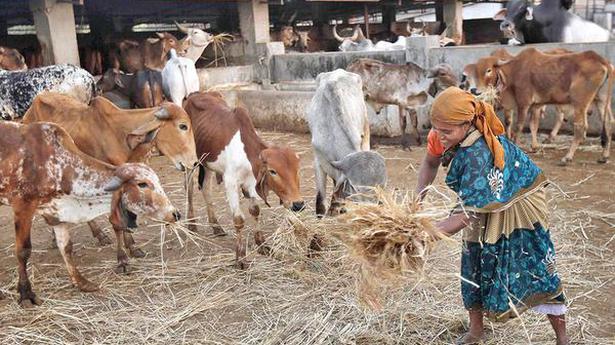 Assam's cow protection Bill bans sale of beef within 5km of temple