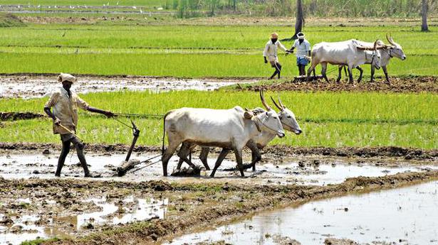 Rural surge of pandemic affects agriculture