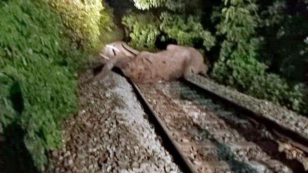 Elephant dies after being hit by train near Sakleshpur