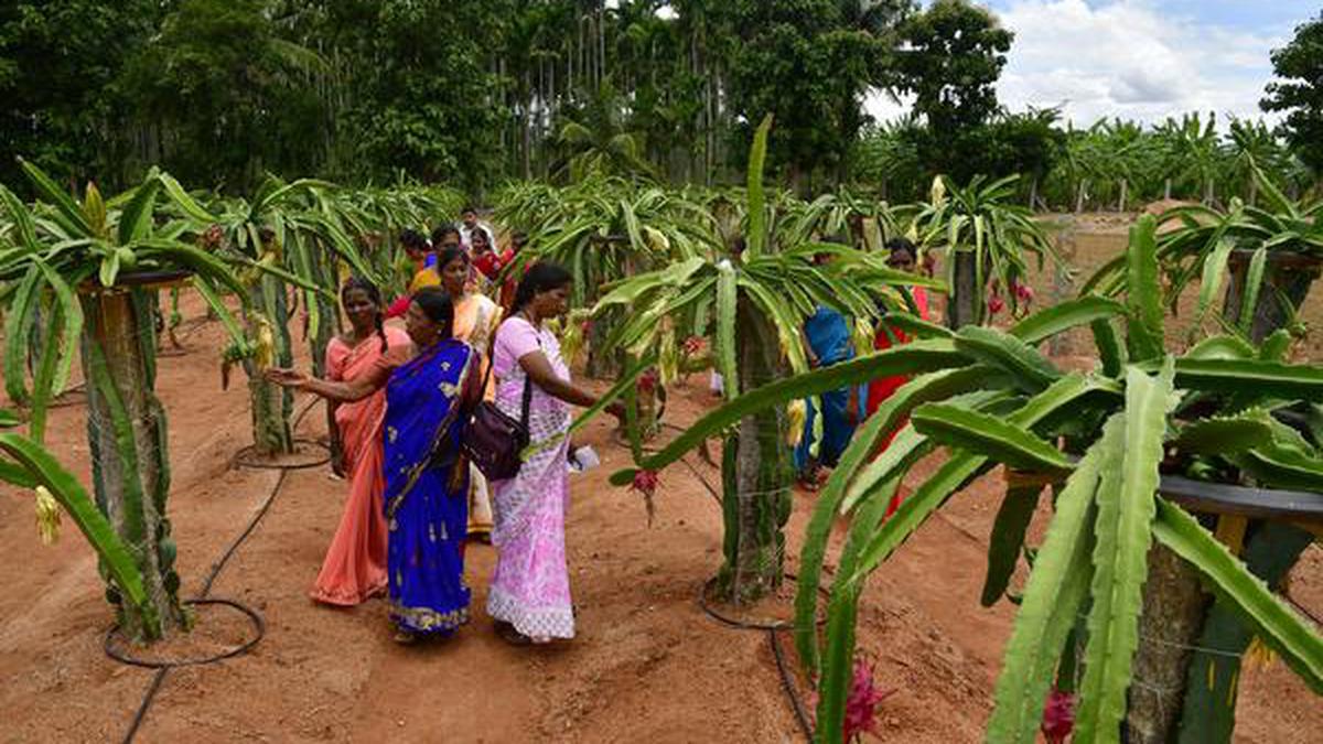 Karnataka's growing expertise in dragon-fruit cultivation - The Hindu