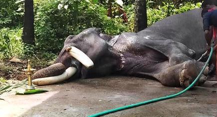 16 Captive Elephants Lost Their Lives In Kerala So Far This Year