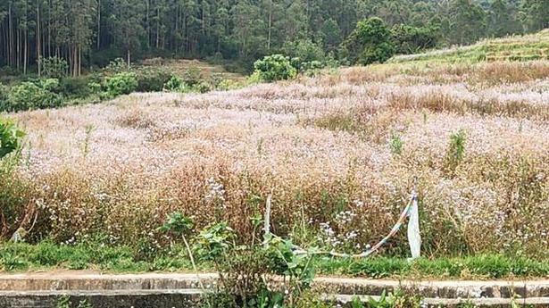 Vegetable farmers in Idukki find the going tough