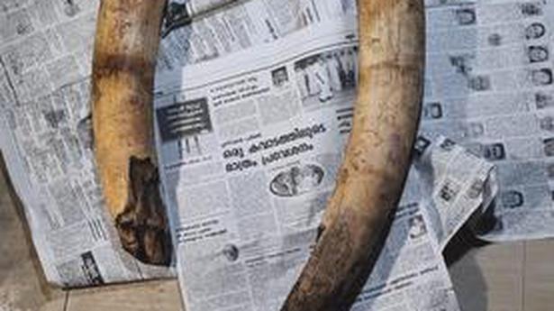 Elephant tusks seized from rock cavity in Parunthumpara