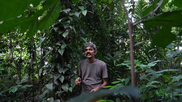 Watch | This man from Kerala grew a mini-forest on his land