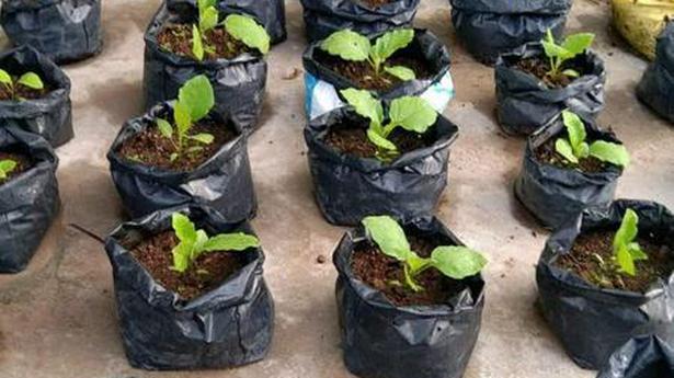 K.R. Gouri’s role in nurturing terrace cultivation in Thiruvananthapuram