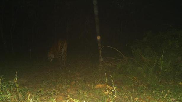 Presence of tiger in north Bengal cheers wildlife enthusiasts