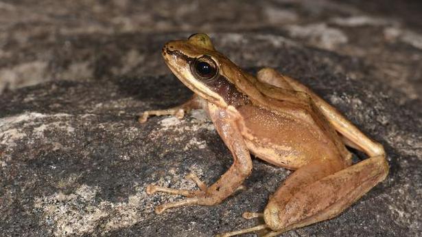 New species of Cascade frog discovered from Arunachal Pradesh, named after Adi tribe