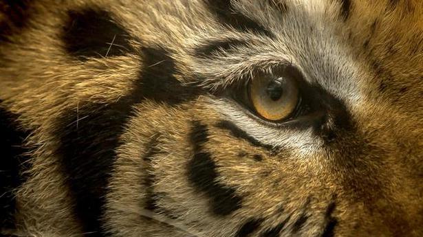 Optimism over tiger sighting in Barnadi sanctuary