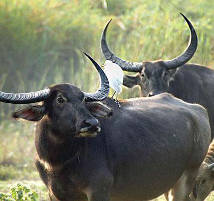 From Assam to Chhattisgarh, a maiden 1,500-km journey for wild buffaloes -  The Hindu