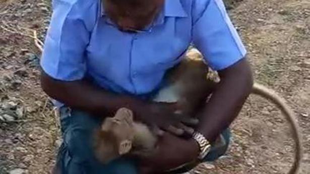 Man resuscitates unconscious monkey, earns appreciation on social media