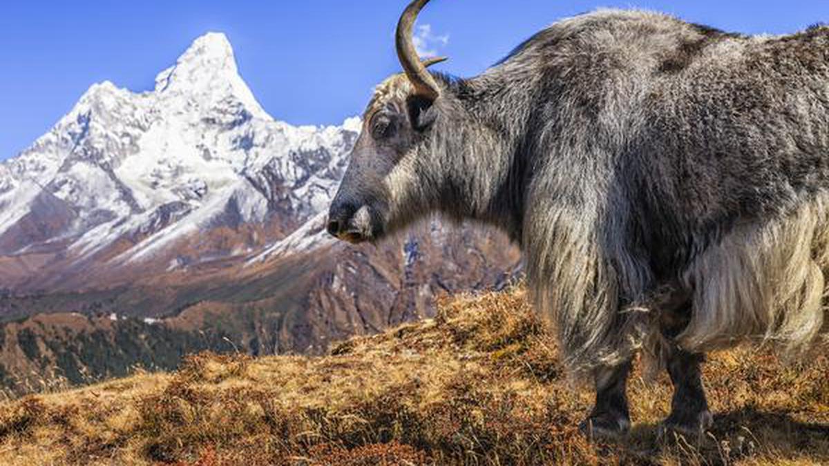 NABARD approves credit plan for rearing Himalayan yaks - The Hindu