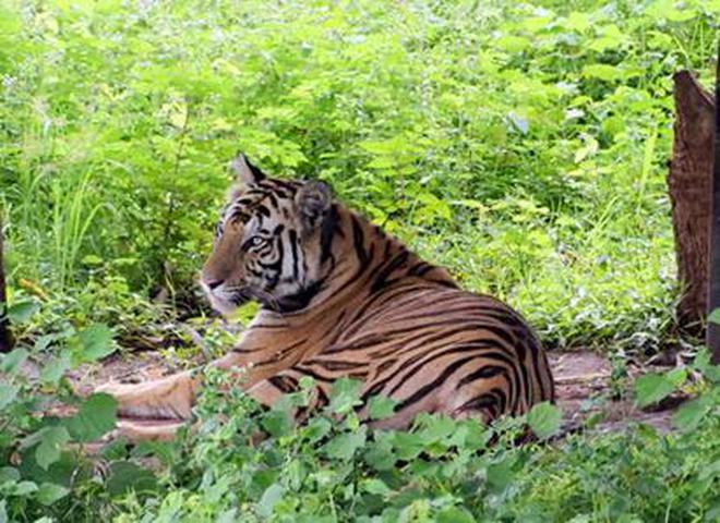 Tigress Sundari at the Satkosia Tiger Reserve. Photo: Special Arrangement